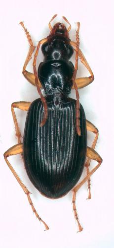 Réf. 259 210 : Paranchus albipes